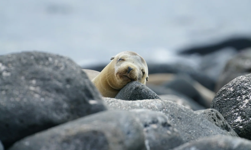 A sea lion sleeps on some rocks on the beach.