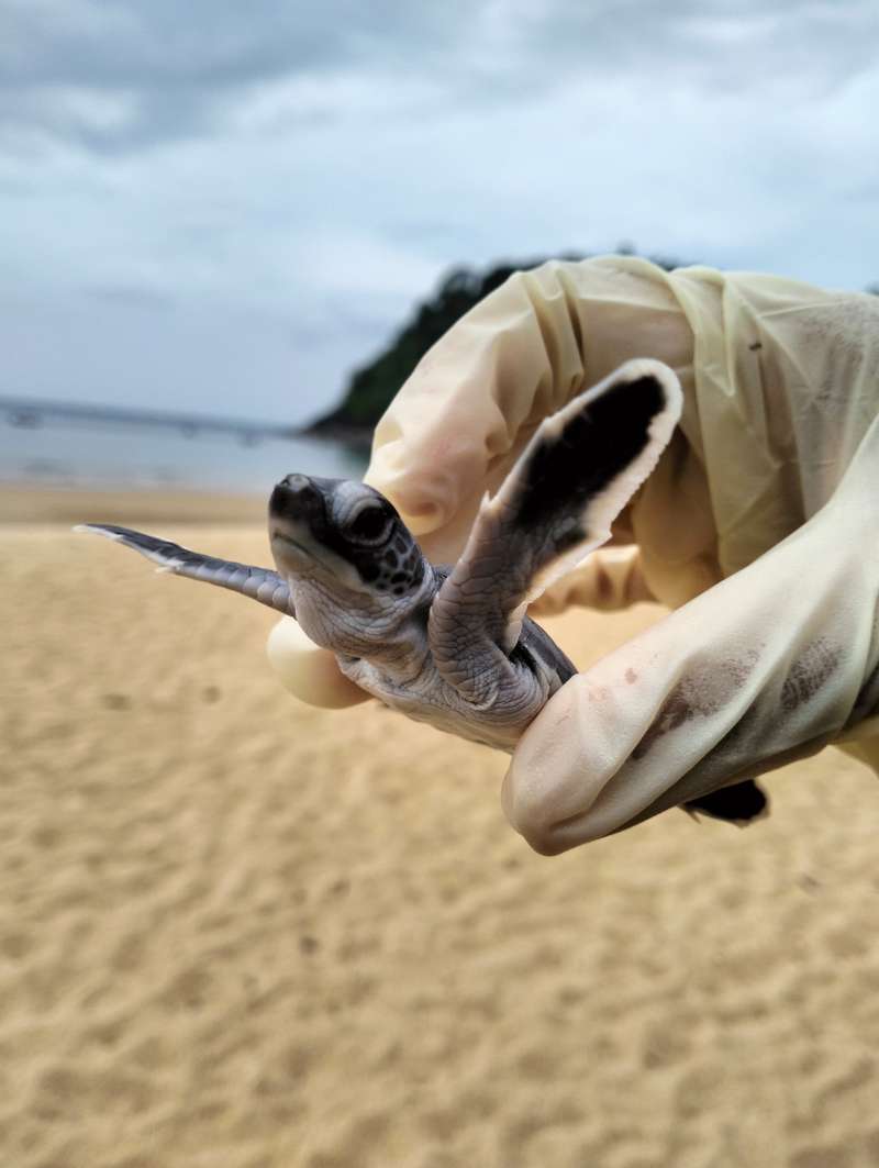 a sea turtle hatchling