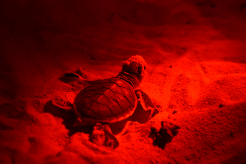 a sea turtle hatchling