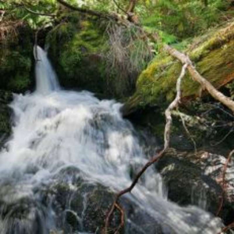 A serene waterfall cascading through a lush forest