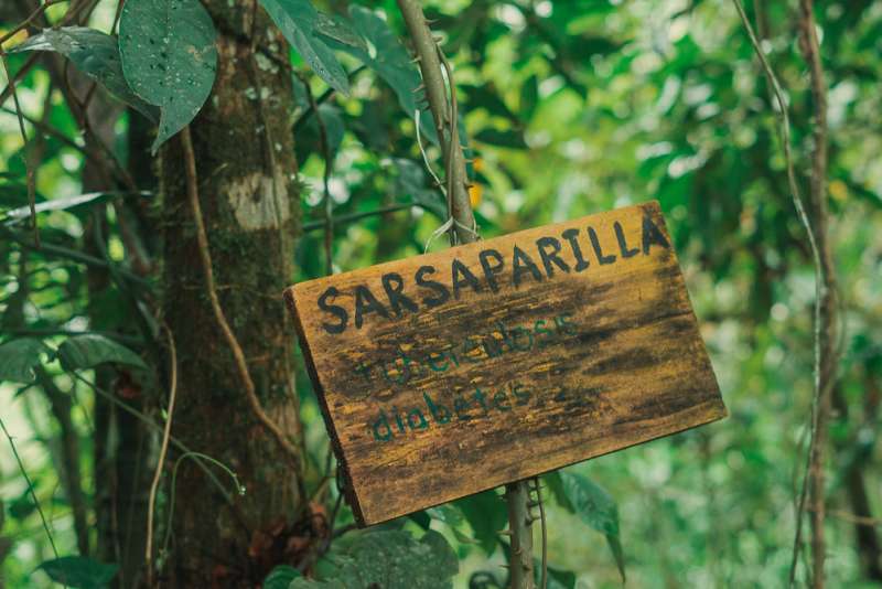 A sign reading "sarsaparilla" is attached to a thorny plant.