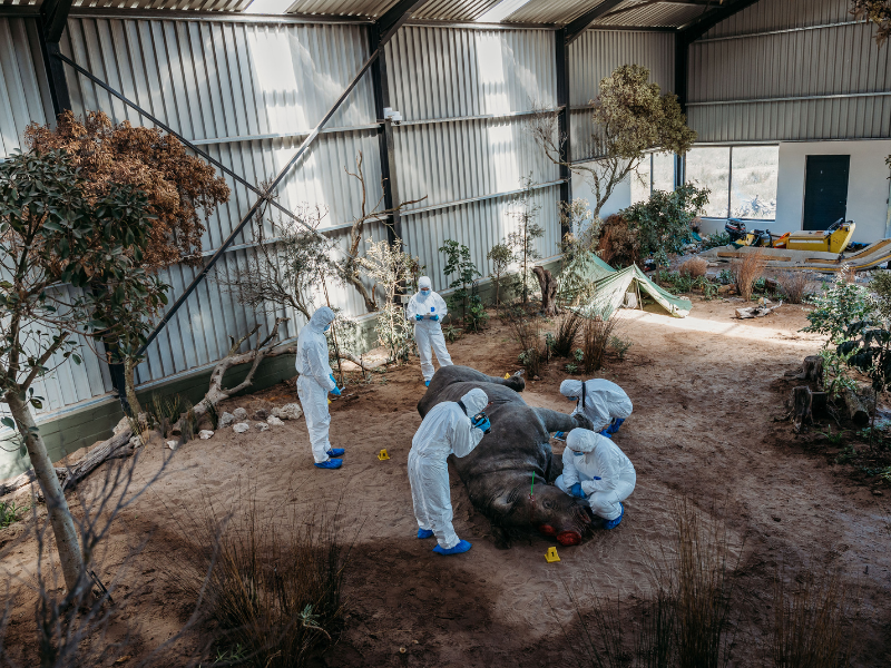 a simulated crime scene featuring a preserved rhino