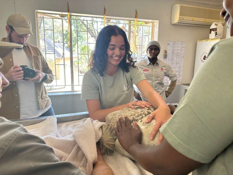 A volunteer helps with veterinary work on a vulture