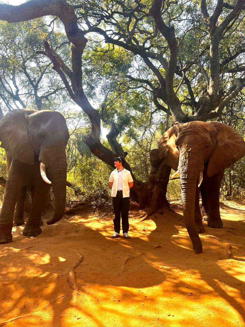 A volunteer stands in between two African Elephants underneath the trees. 