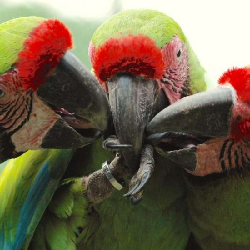 Volunteer in Wildlife Conservation
