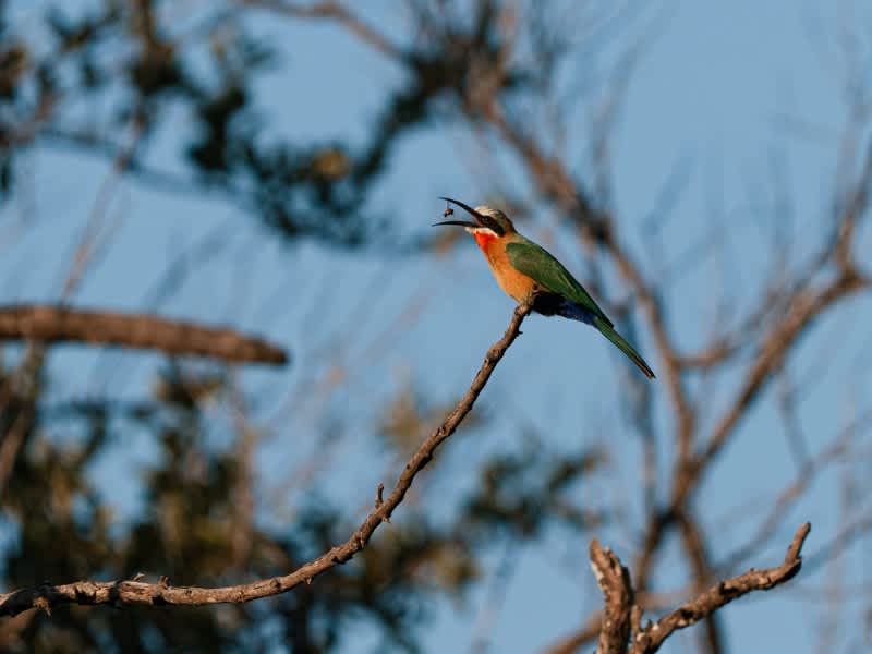 A white-fronted bee-eater perched on a branch catching an insect in Kruger on a Penda Photo Tour Safari