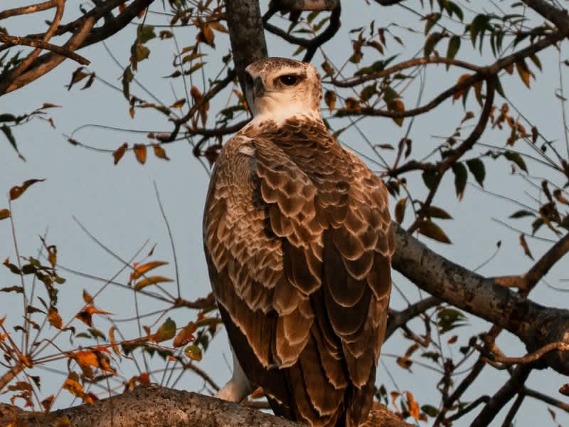 A young raptor perched in a tree in Kruger on a Penda Photo Tour