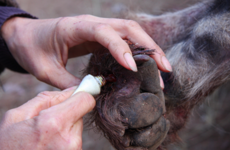 Treatment up close Bulawayo Wildlife Rescue Sanctuary in Zimbabwe
