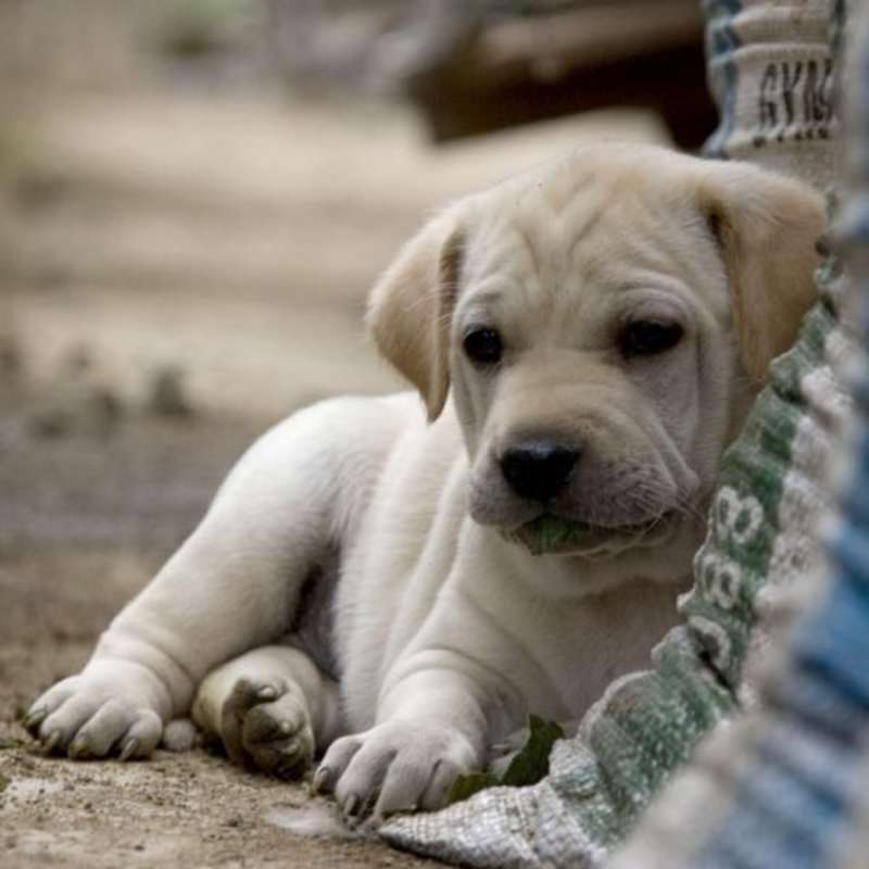 Abandoned Dogs Rescue Center