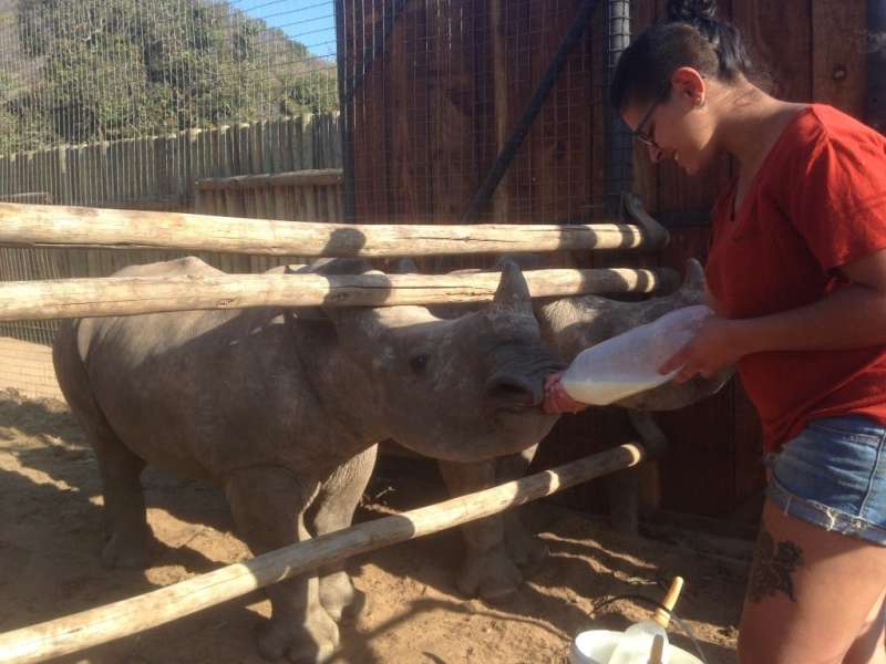 ACE volunteer bottle feeding a baby rhino