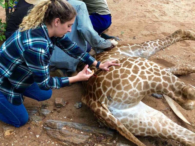 ACE volunteer injecting a sedated giraffe