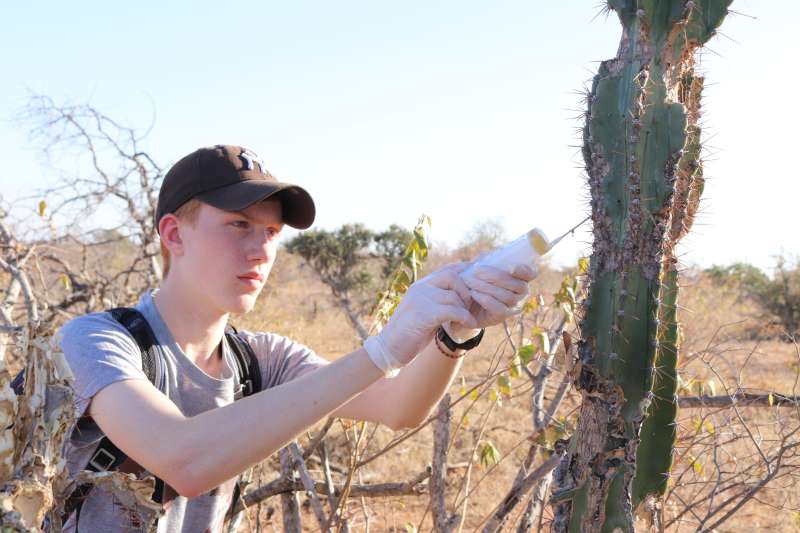 ACE volunteer injecting an invasive plant