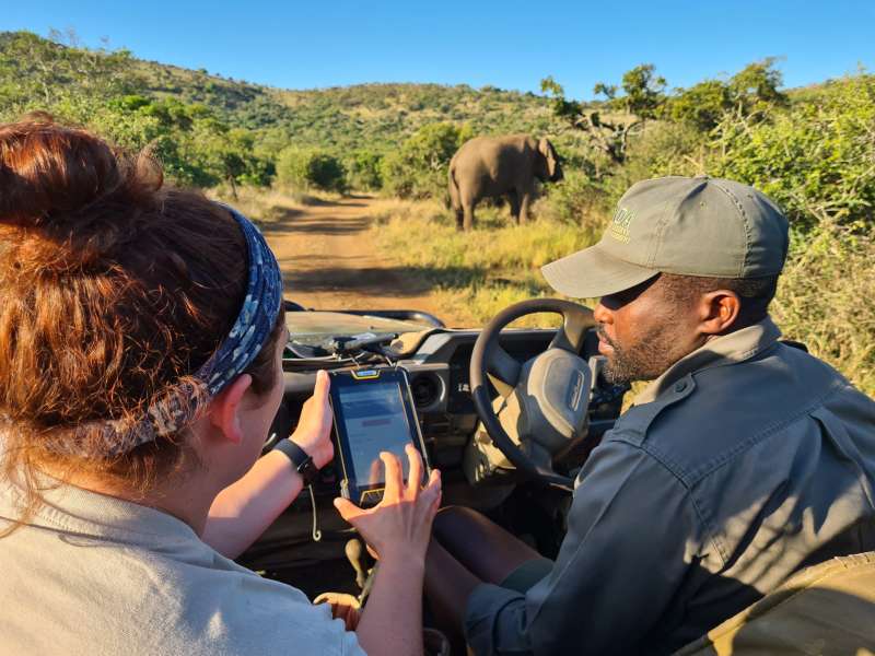 ACE volunteer monitoring elephants in front of the vehicle with a professional guide