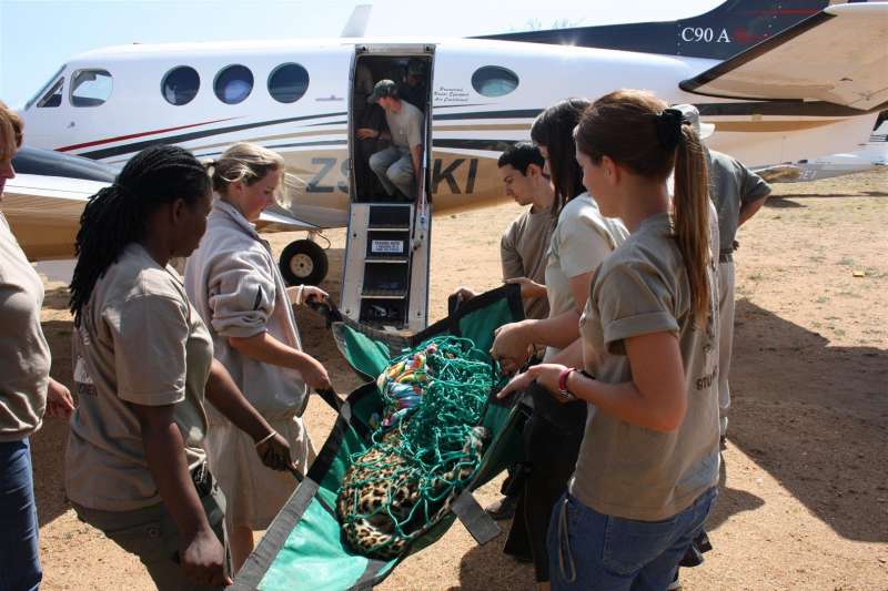 ACE volunteers carrying sedated leopard into a small plane