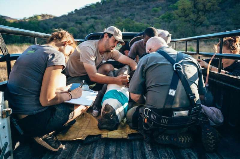 ACE volunteers monitoring a sedated rhino in the back of a vehicle