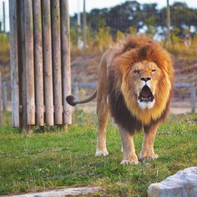 Wildlife Park internships
