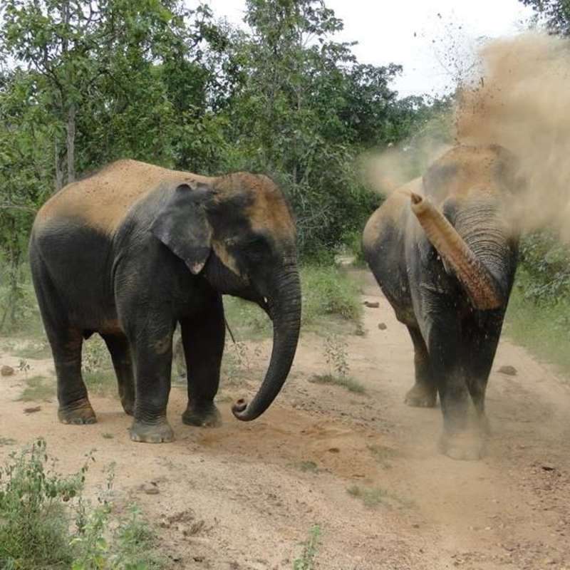 Chiang Mai volunteering