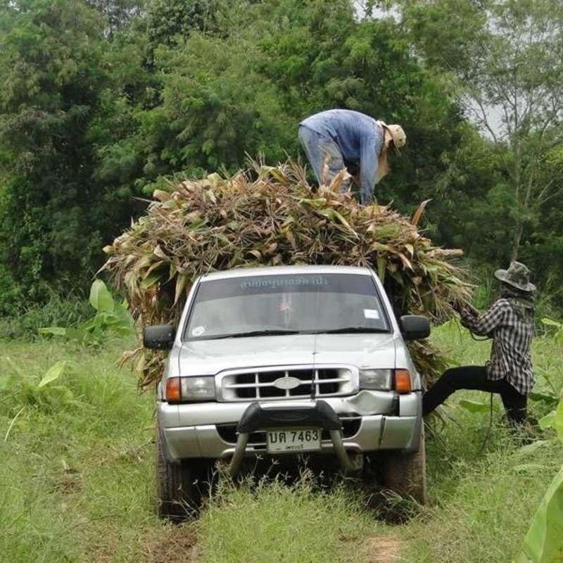Chiang Mai volunteering