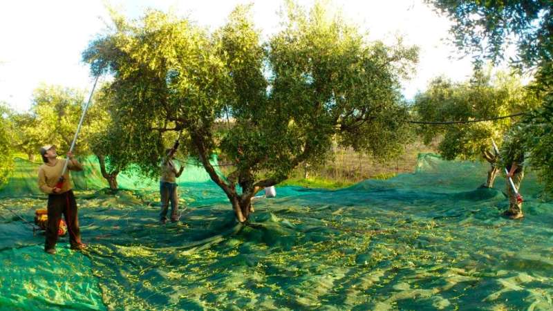 agriculture volunteering in greece