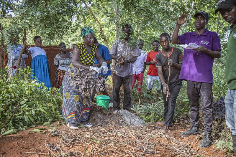 Agroforestry Internship in Malawi