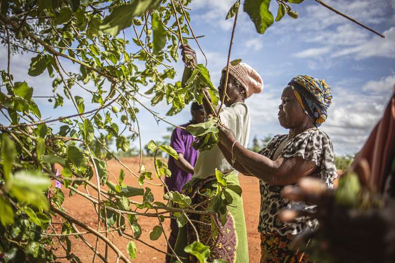 Agroforestry Internship