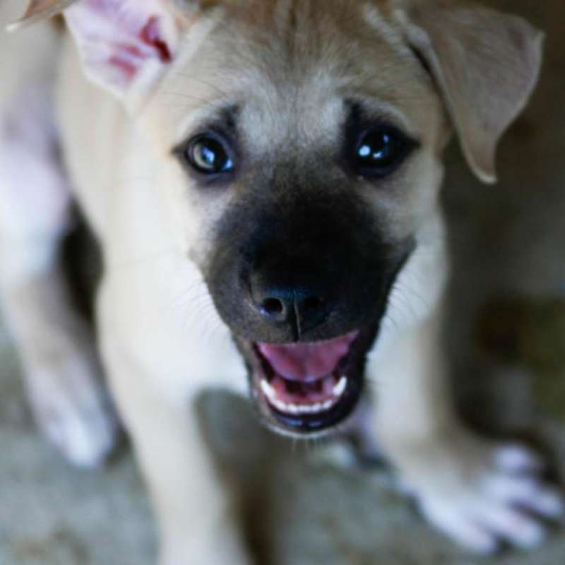 Blink, a puppy at Rescue Paws