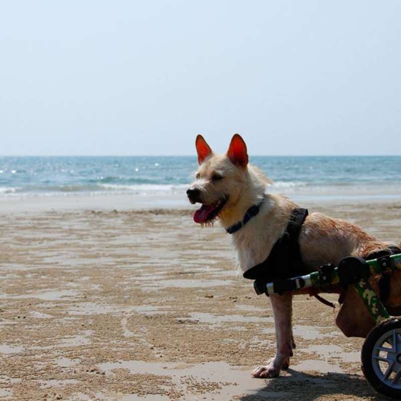 Sprite in his wheelchair looking out over the Ocean