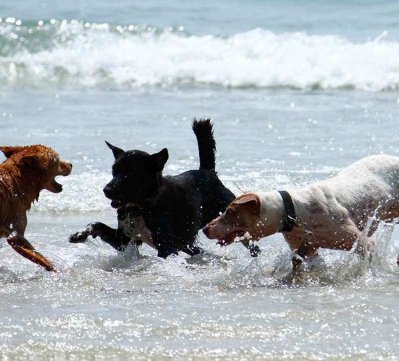 Rescue Paws kennel dogs playing in the Ocean