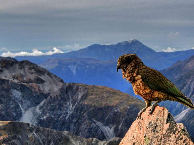 an alpine parrot, or kea, sitting atop a mountain