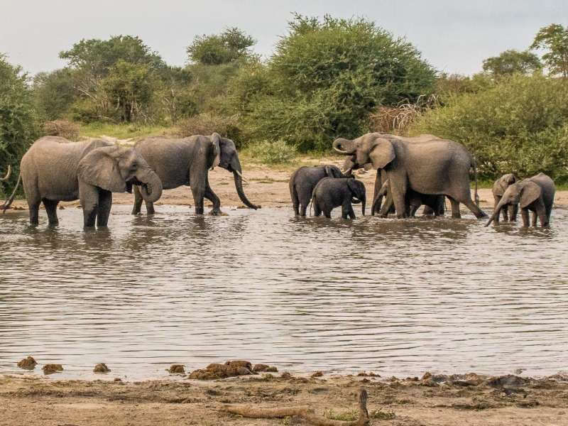 An elephant herd at a watering hole in the Okavango delta
