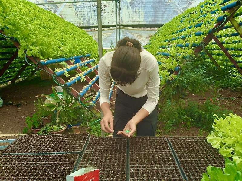 An intern seeds plant trays