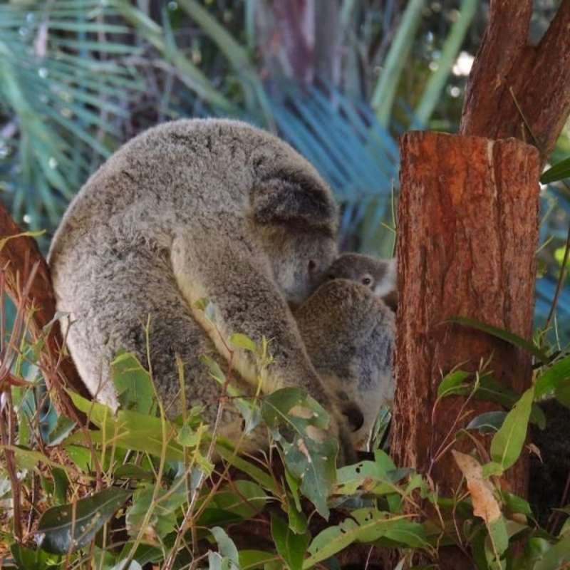Koala SanctuaryInternship