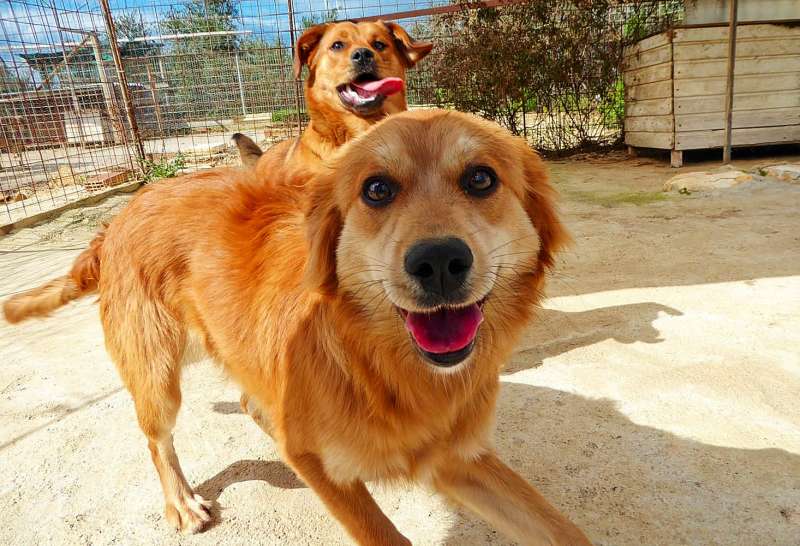 anima shelter volunteering in greece