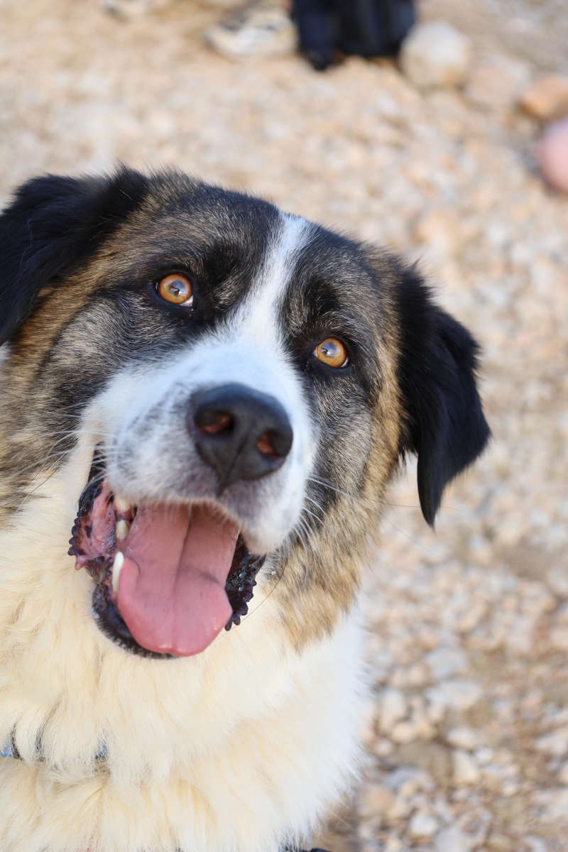 Animal Care Project in Greece