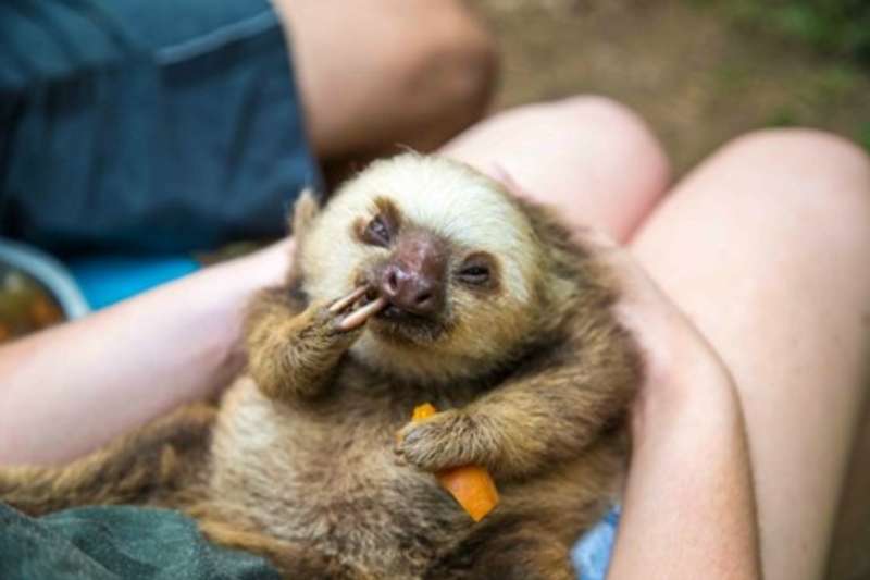 Animal Rescue and Conservation