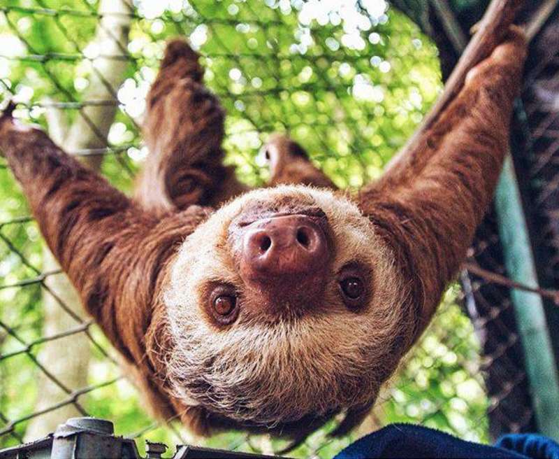 Animal Rescue and Conservation