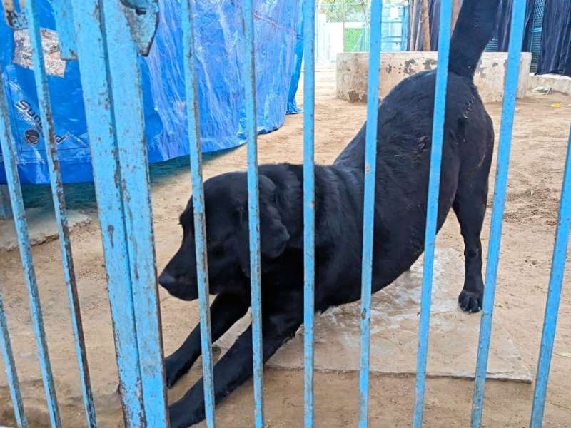 Animal Shelter and Animal Hospital in Jaipur, India