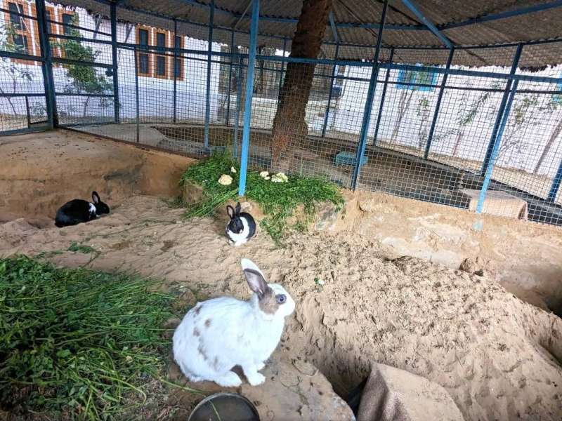 Animal Shelter and Animal Hospital in Jaipur, India