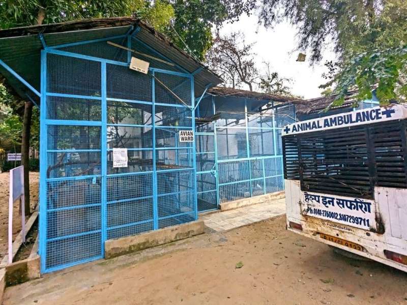 Animal Shelter and Animal Hospital in Jaipur, India