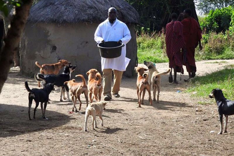 Animal Welfare Volunteering