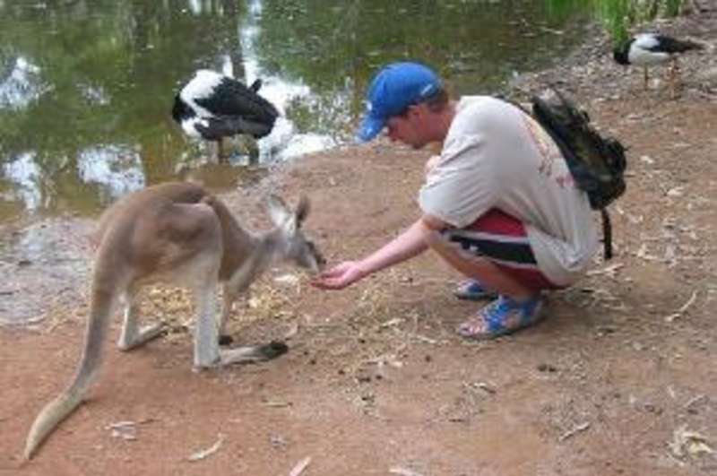 Koala Sanctuary Internship in Australia — photo 2