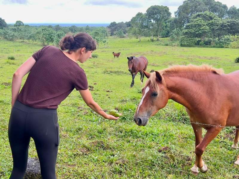 As girl feeds a horse.