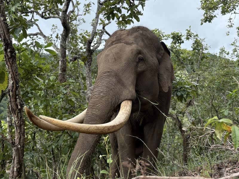 Asian elephant with tusks in forest, Chiang Mai, Thailand
