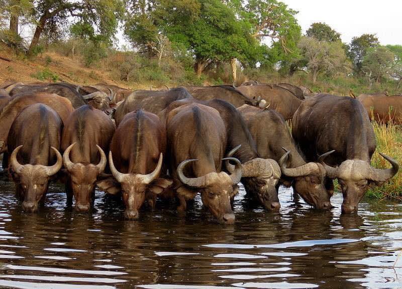 Astute Africa Safaris