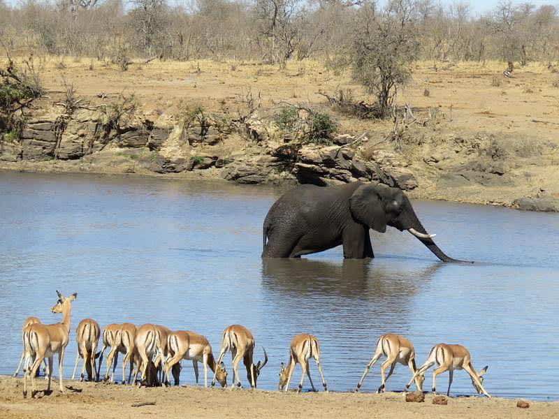Astute Africa Safaris