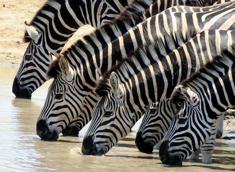 Astute Africa Safaris