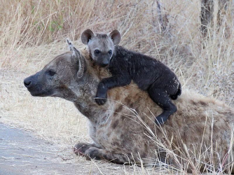 Astute Africa Safaris