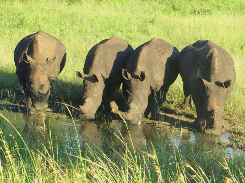 Astute Africa Safaris