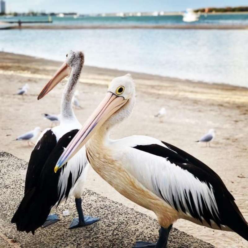 seagull on the shore