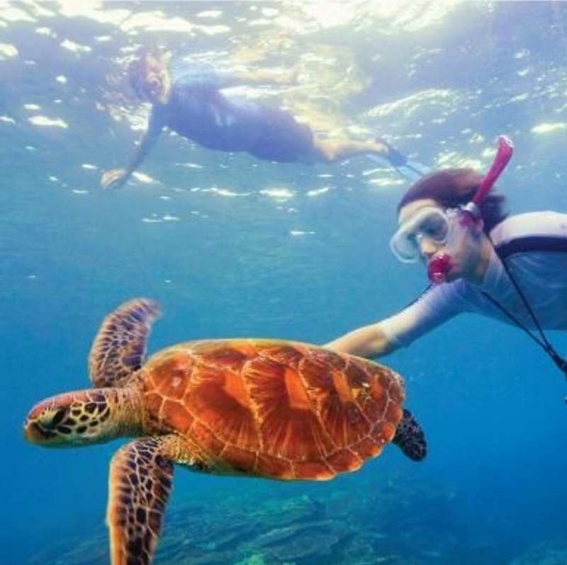 Volunteer in Australia with IVHQ